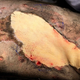 Stella’s burn wounds were healed with the help of an experimental skin graft made from descaled cod fish, seen above, according to Michigan State University vets.